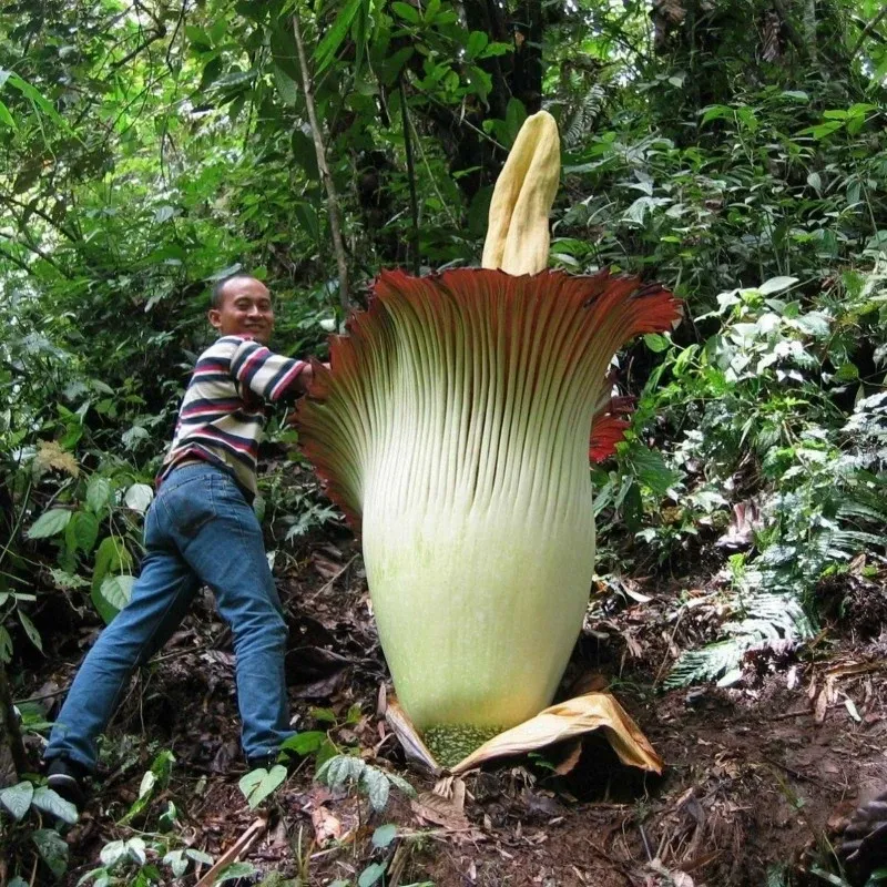 Amorphophallus titanum