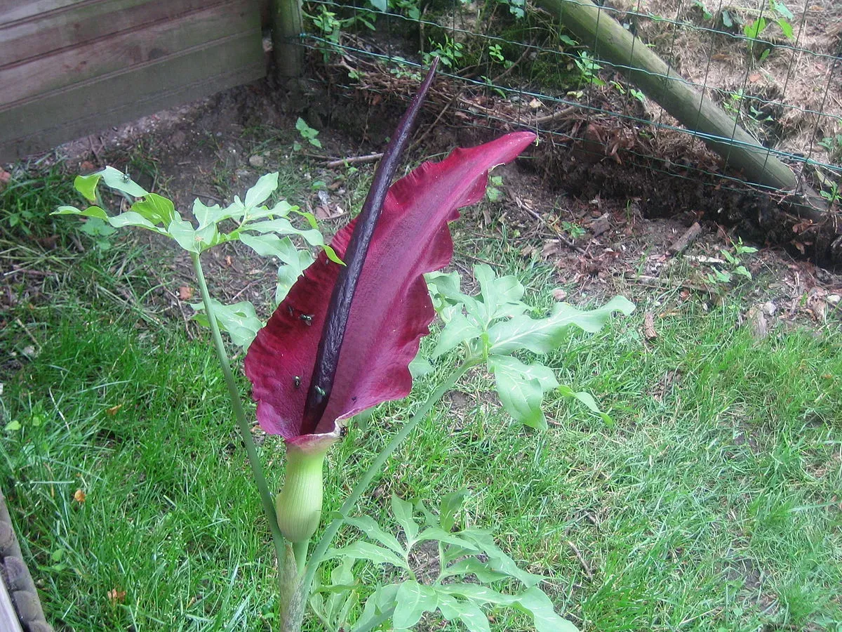 Dracunculus vulgaris