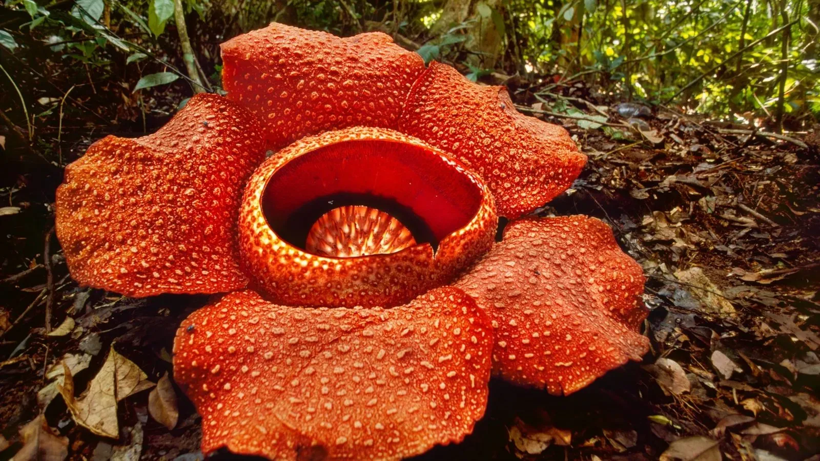 Rafflesia arnoldii