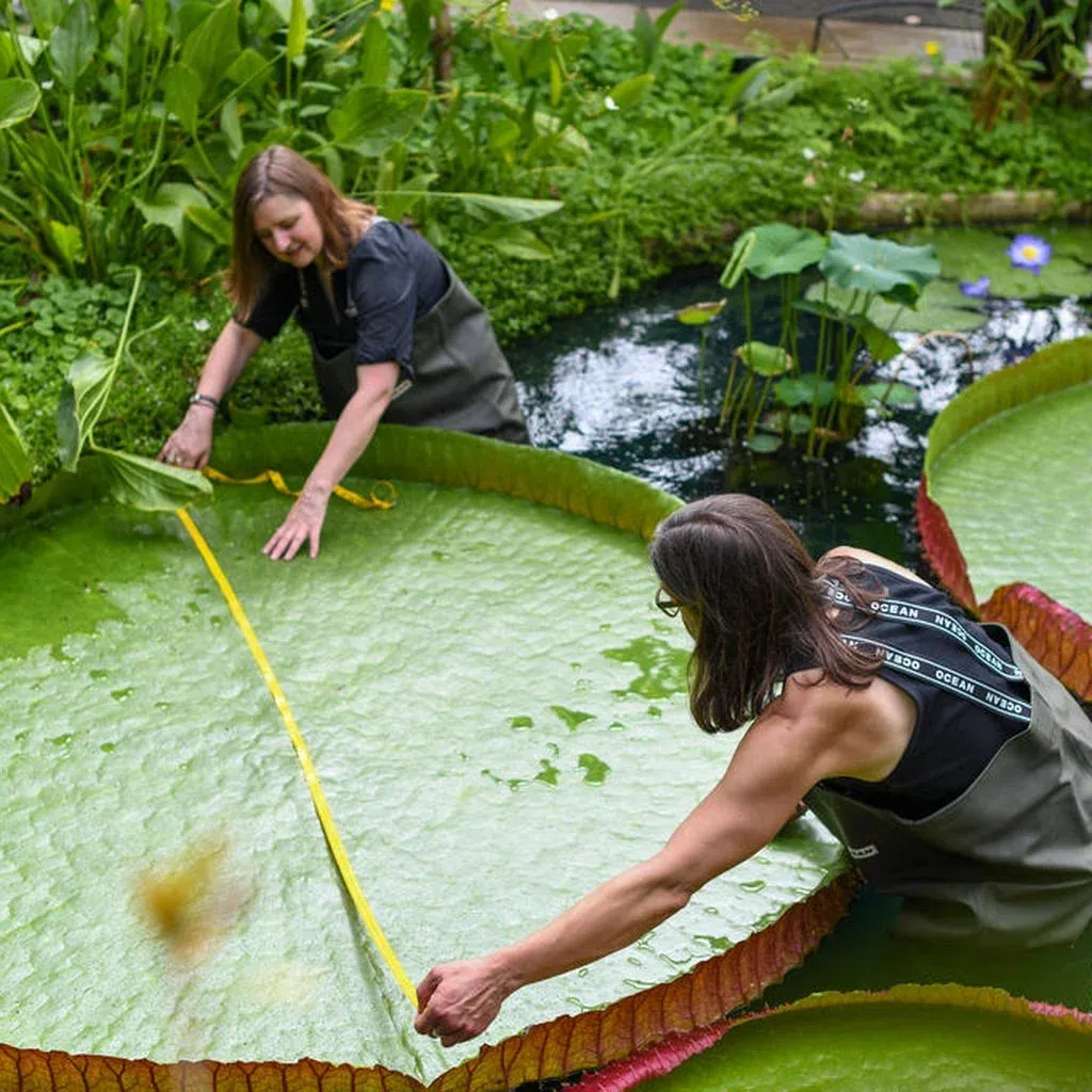 Victoria amazonica