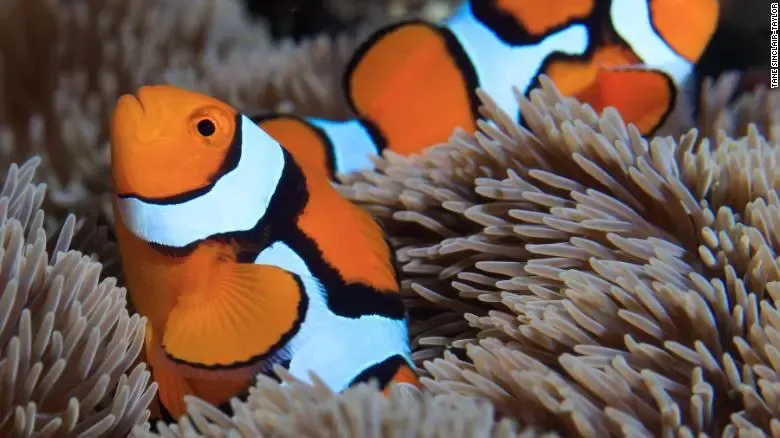 Peixe-palhaço (Amphiprioninae)