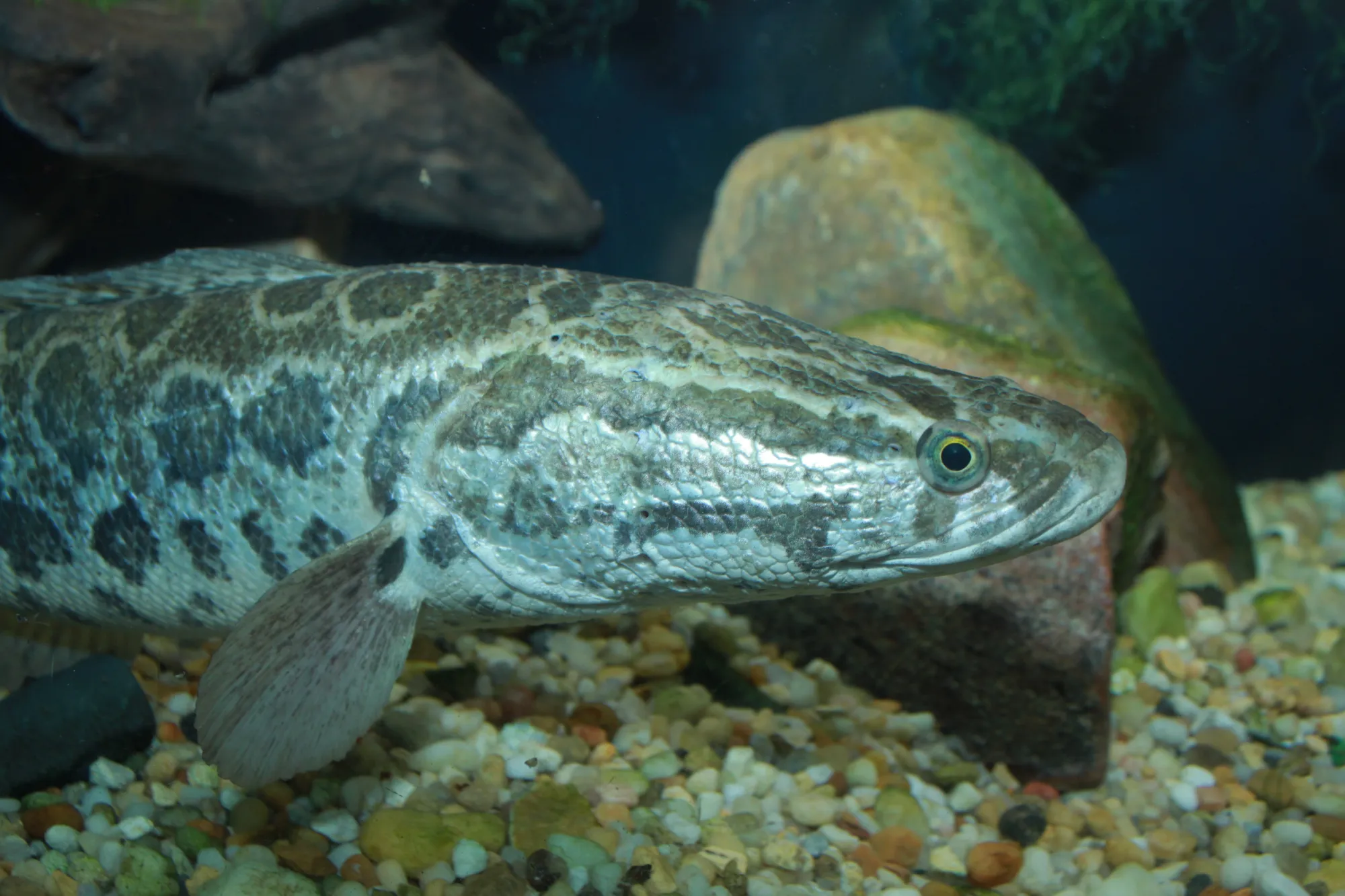 Peixe-cobra (Channidae)