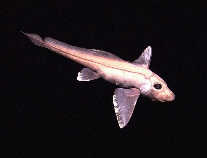 Chimaera Monstrosa