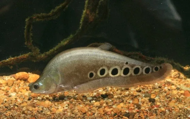 Peixe-faca-palhaço (Chitala ornata)