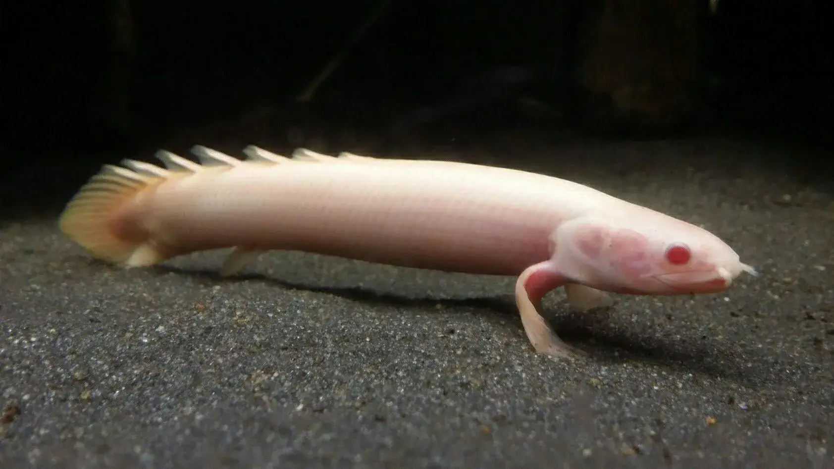 Peixe-folha (Polypterus senegalus)