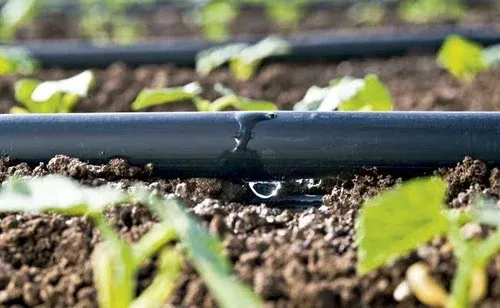 Mangueira de irrigação por gotejamento