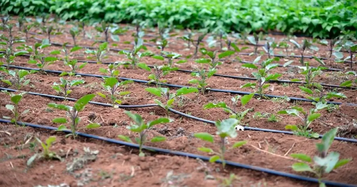 Irrigação localizada