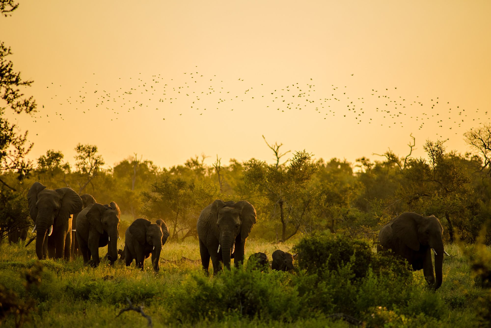 Safari - África