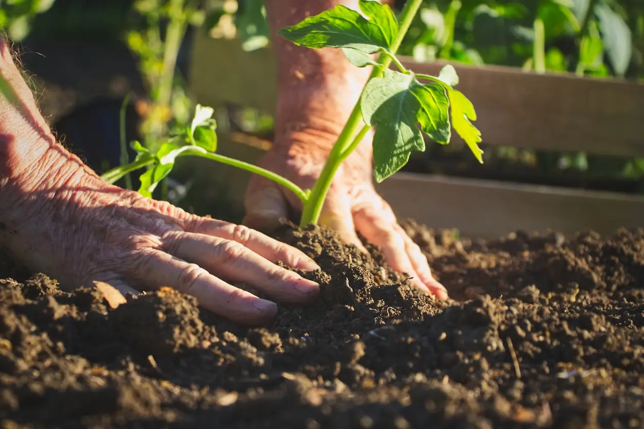 Cultivando própria horta