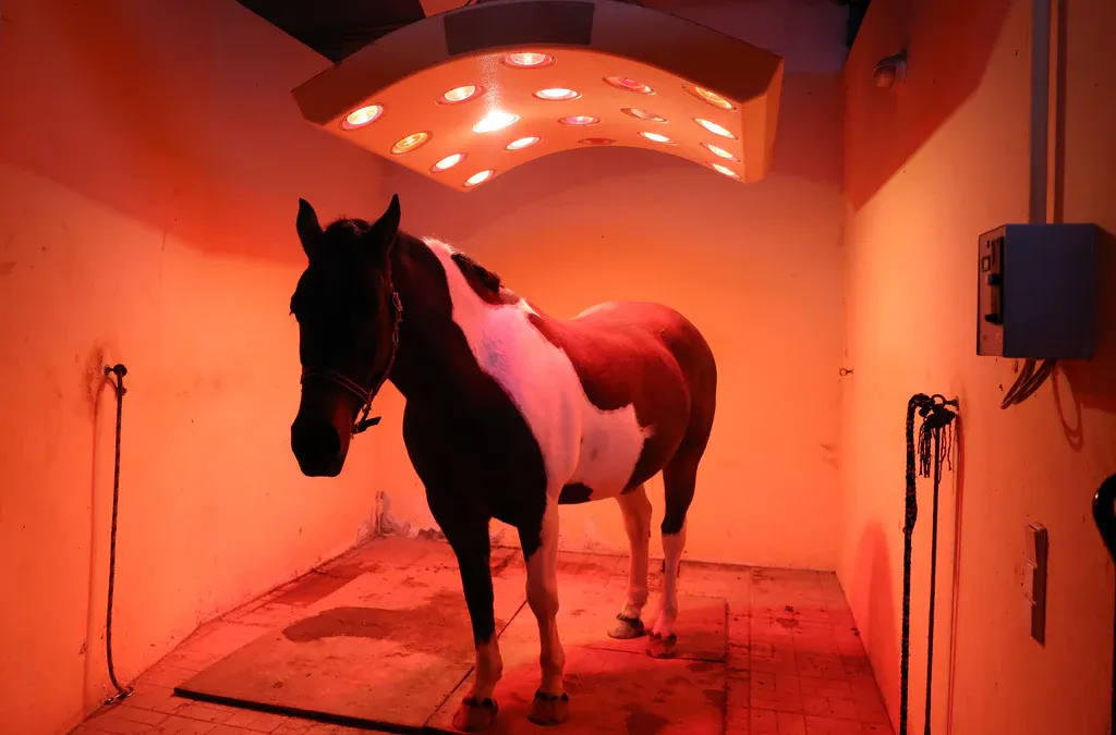 Luz infravermelha sendo utilizada para terapia de cavalo