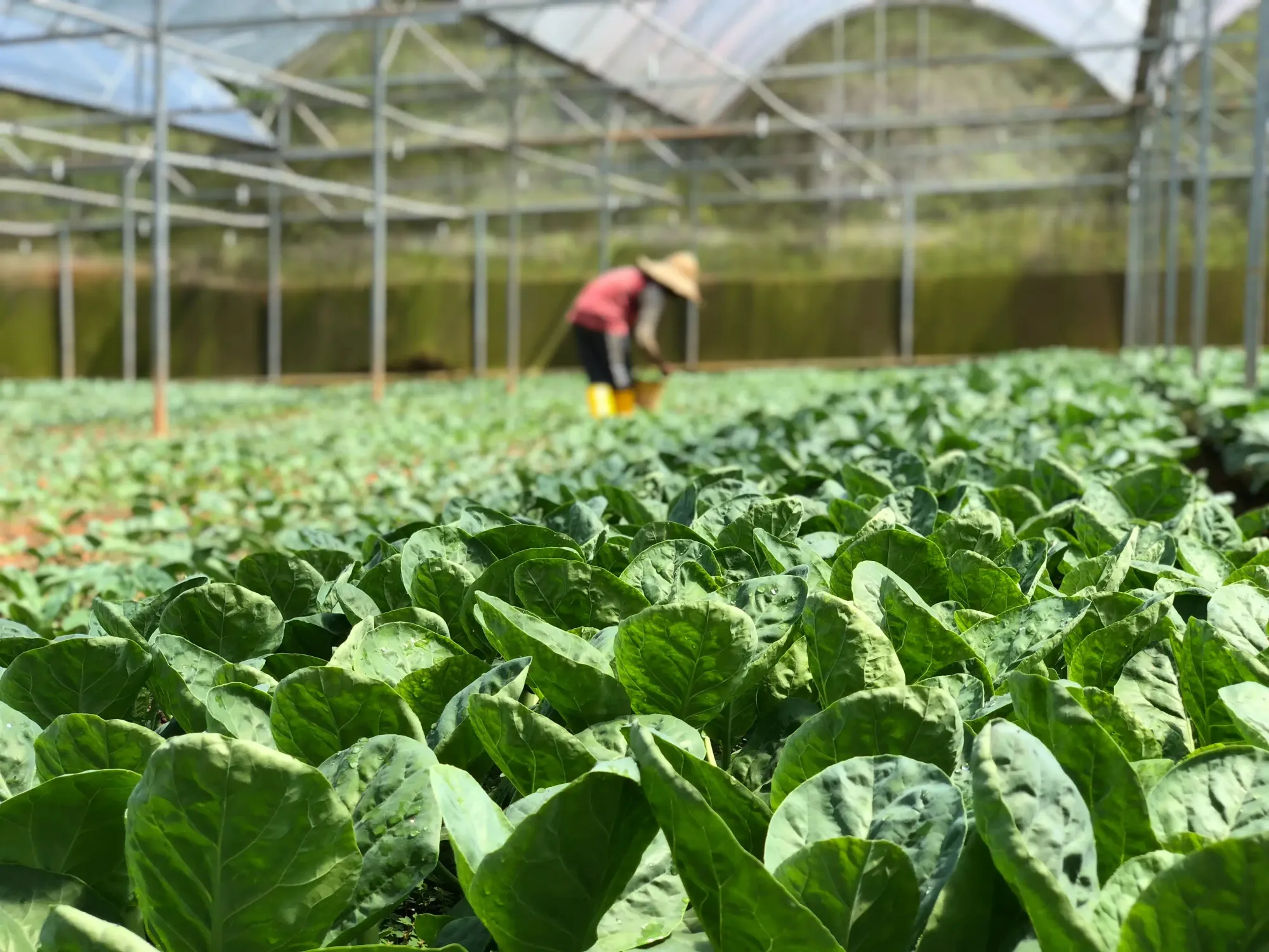 Principais técnicas de cultivo na horticultura