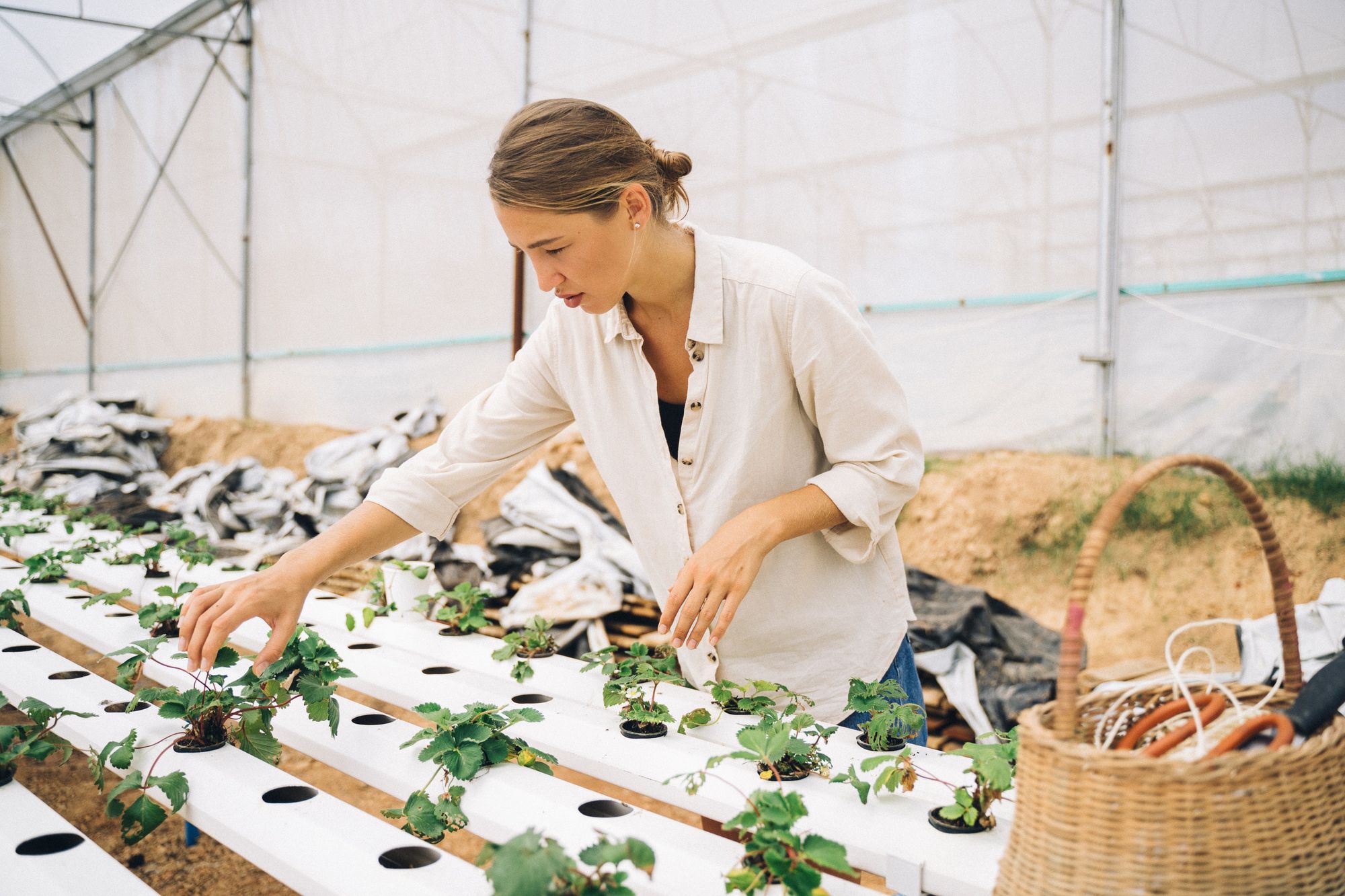 O que é hidroponia e como funciona esse método de cultivo