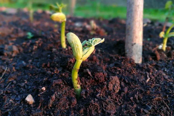 Como prevenir percevejos na plantação de feijão