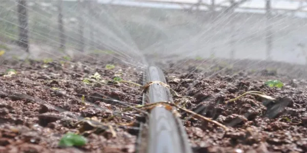 Irrigação por gotejamento